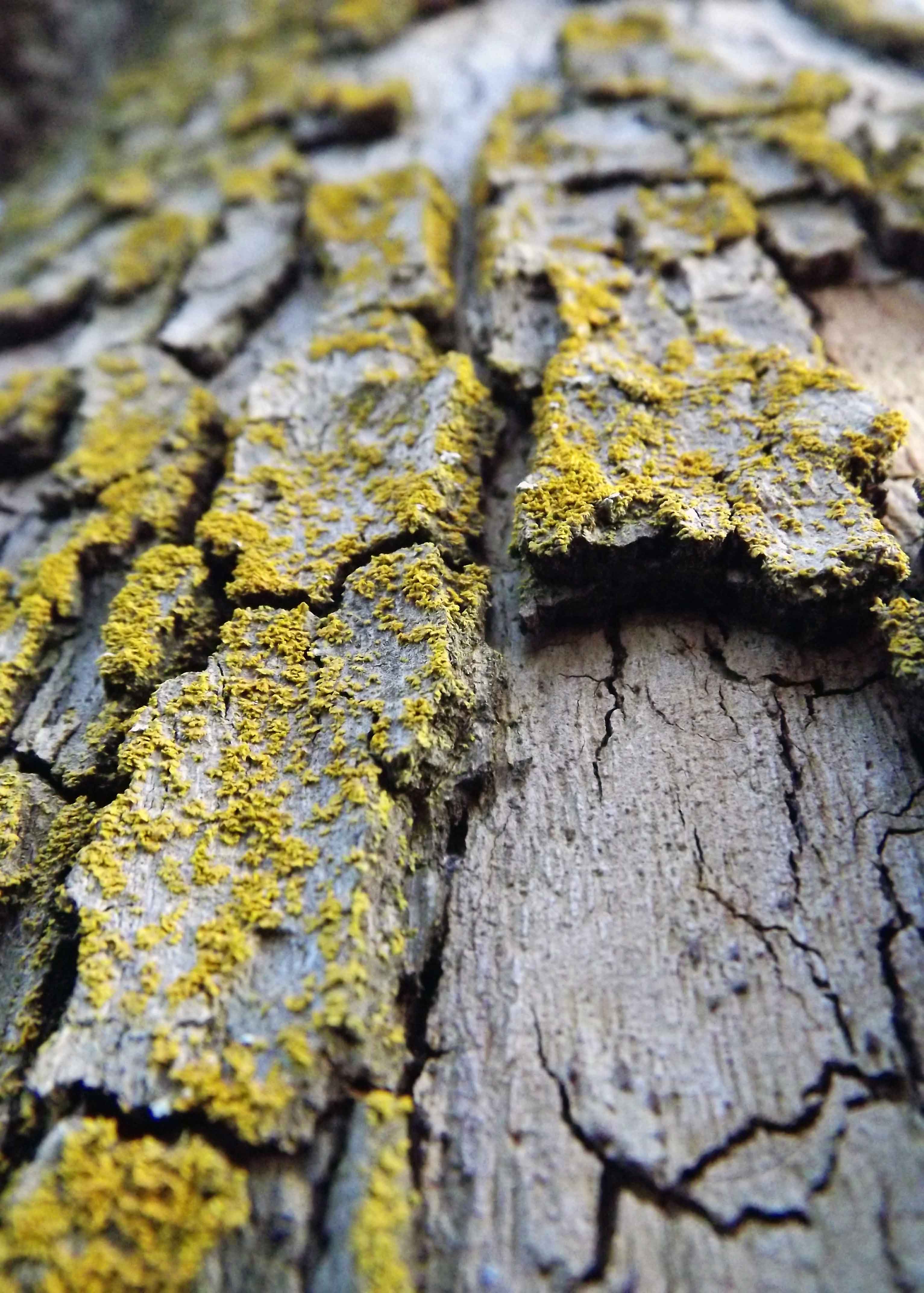 Bark