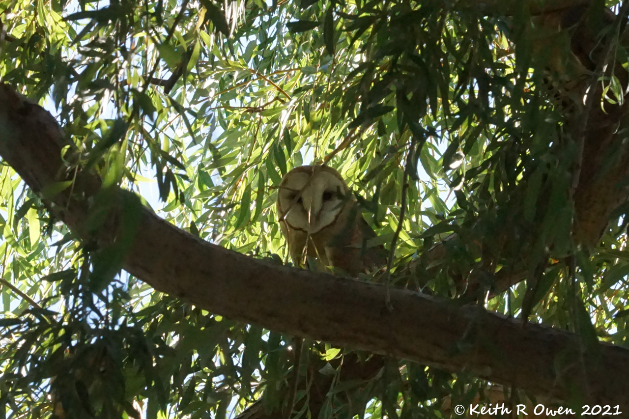 Barn Owl