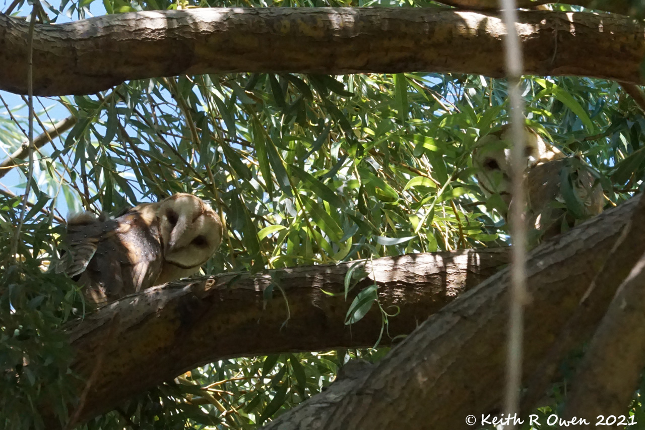 Barn Owl