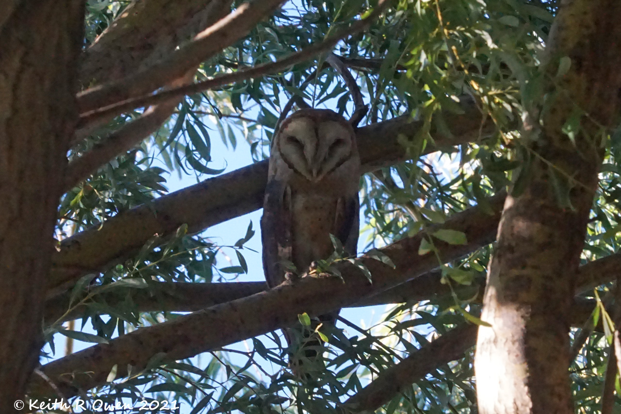 Barn Owl