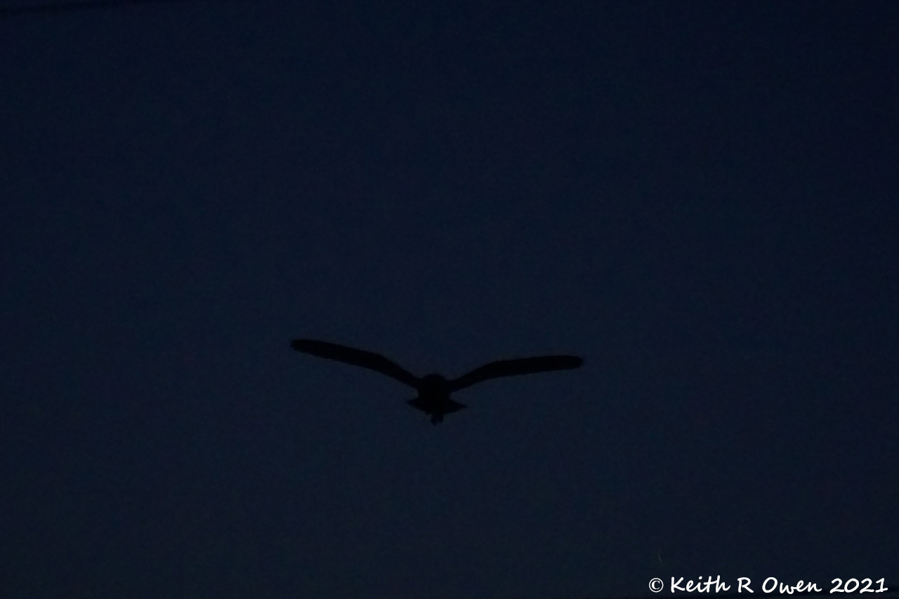 Barn Owl