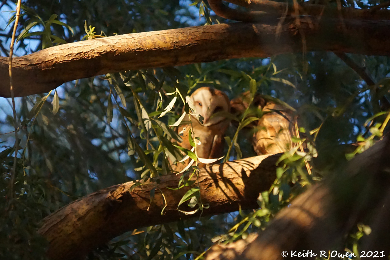 Barn Owl