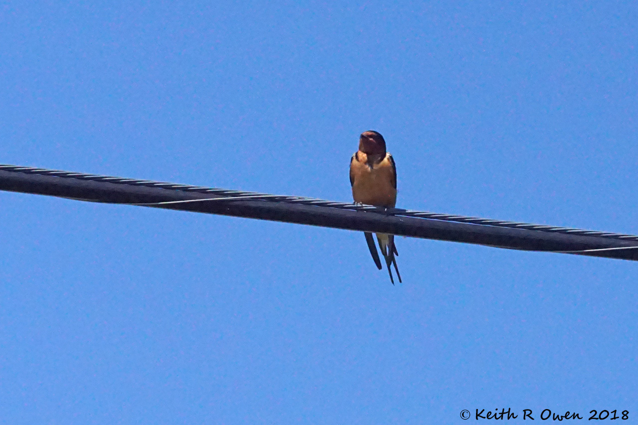 Barn Swallow