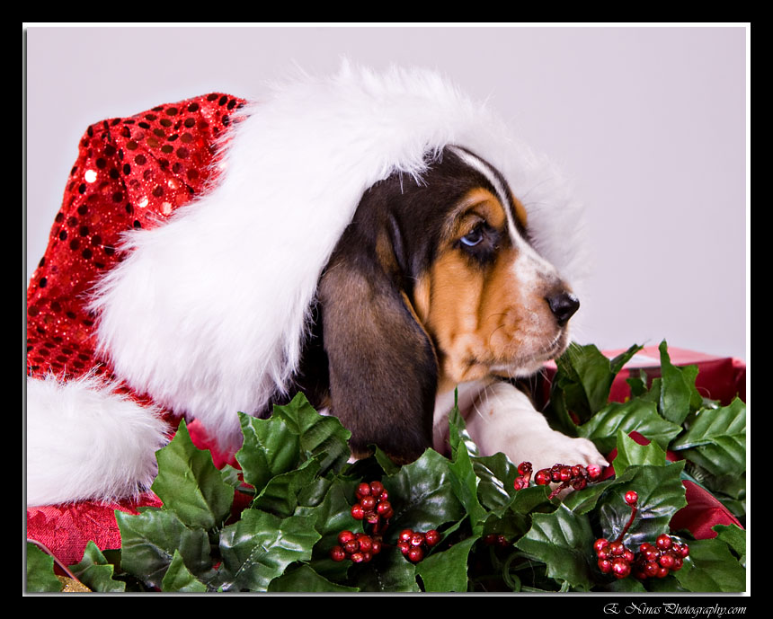 Basset Hound