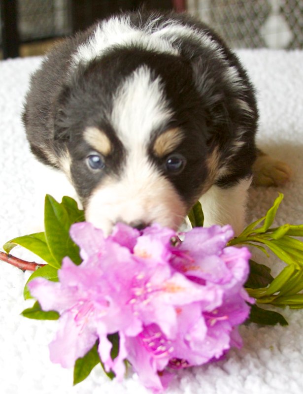 BC puppy and flower