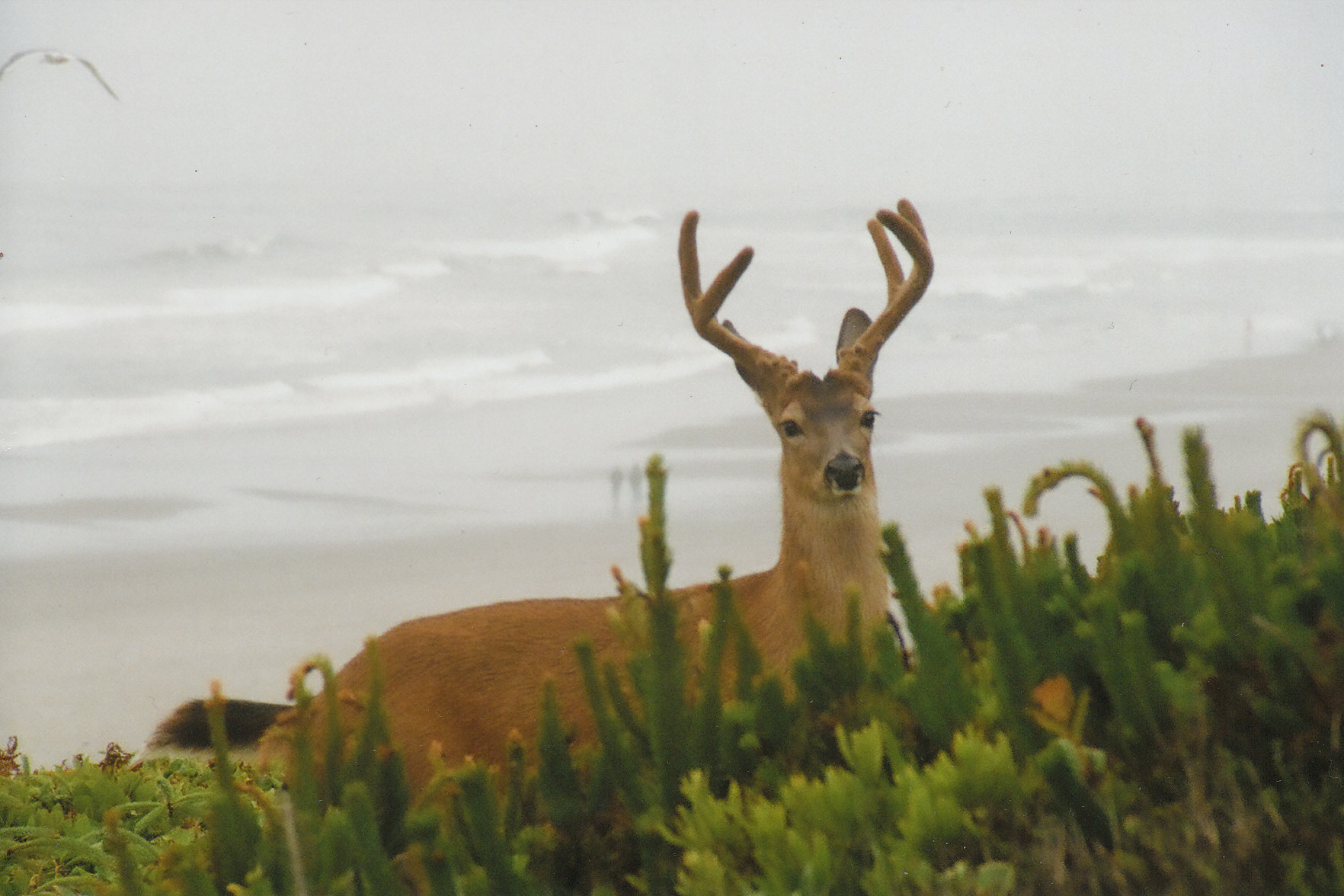 Beach buck
