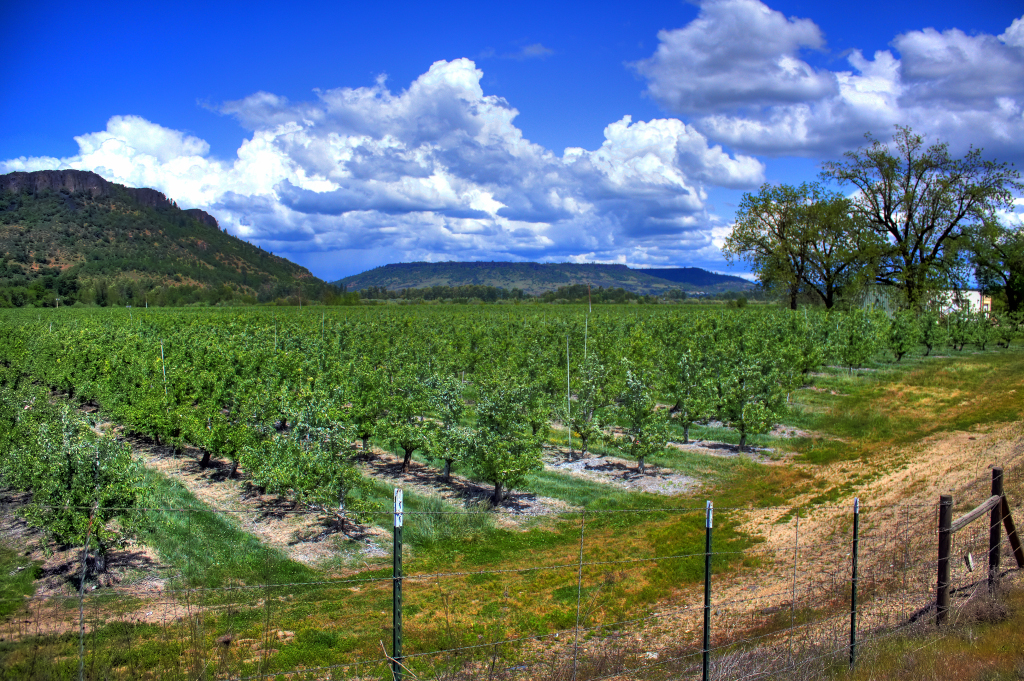 Bear Creek Orchards Kirkland