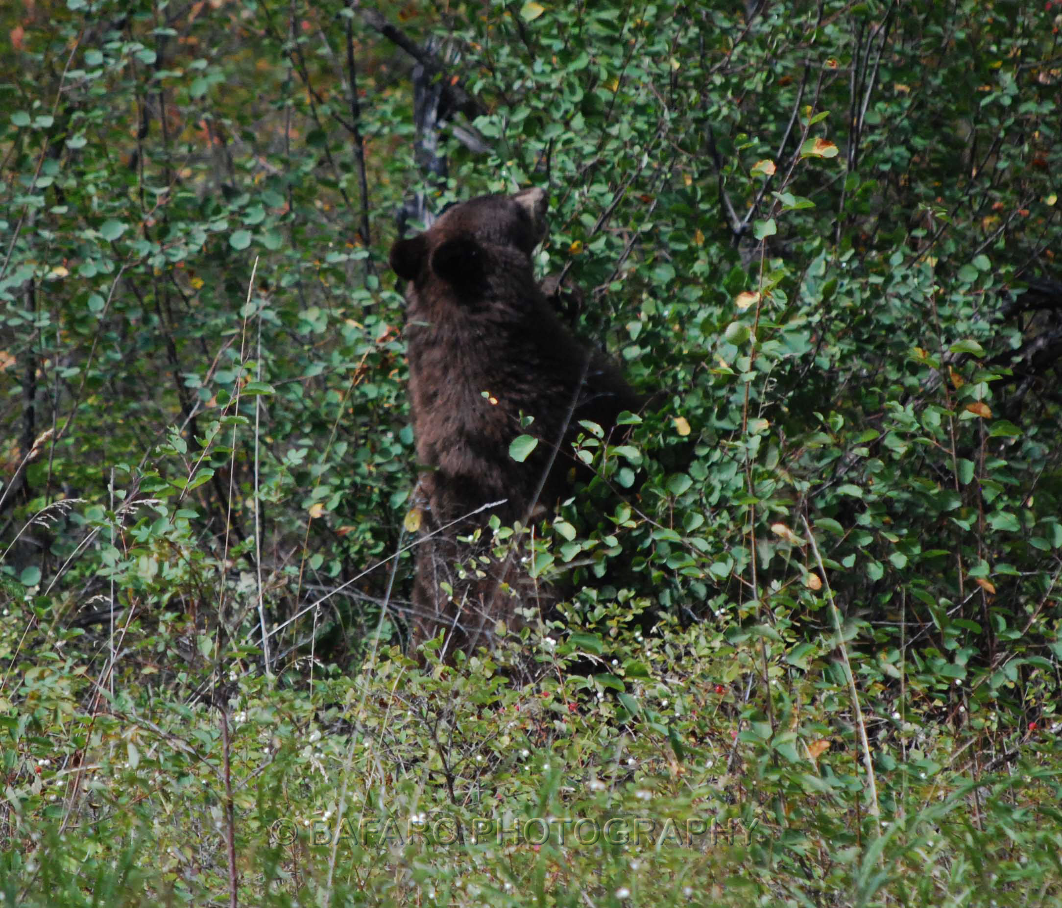 bear feeding