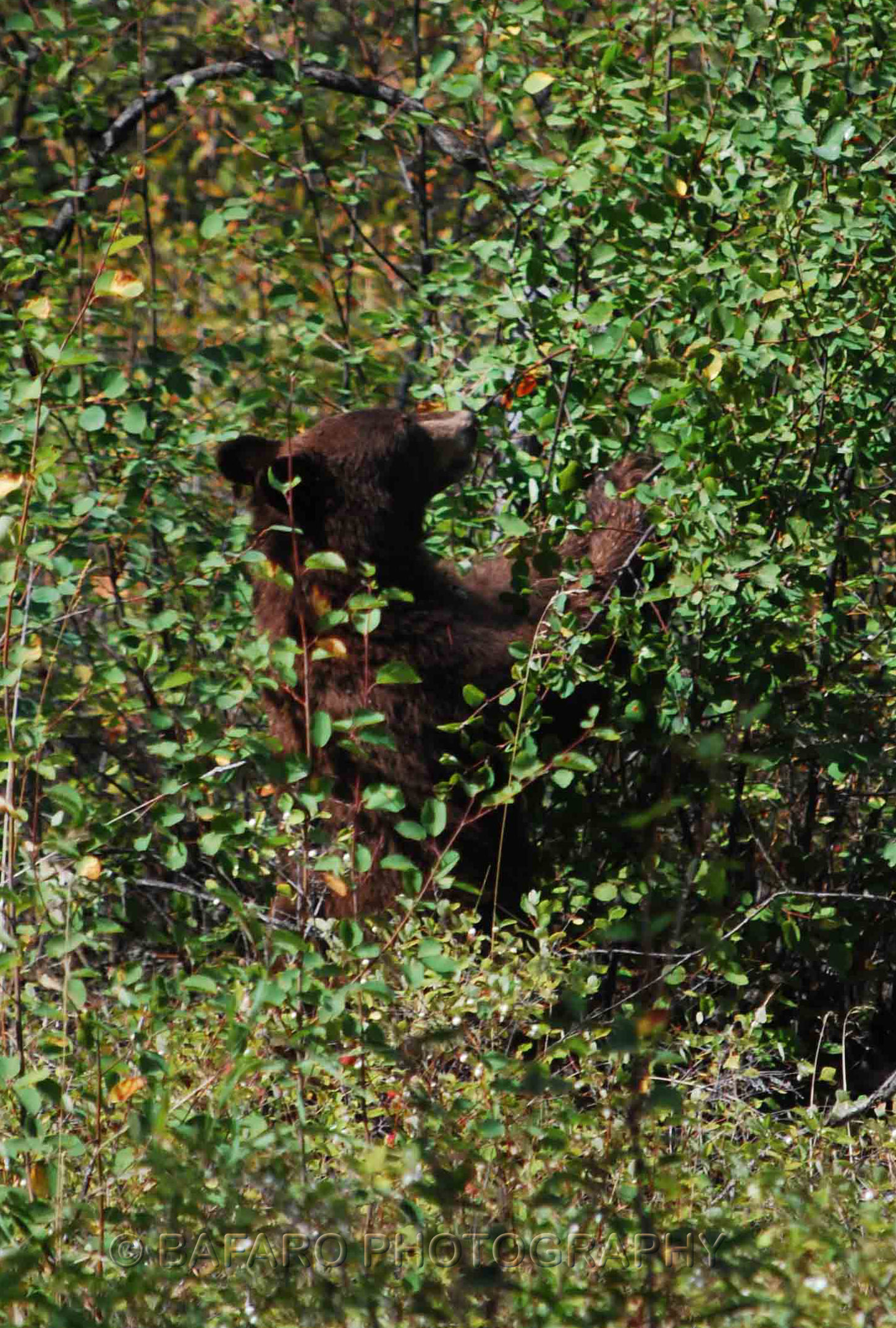 bear feeding2