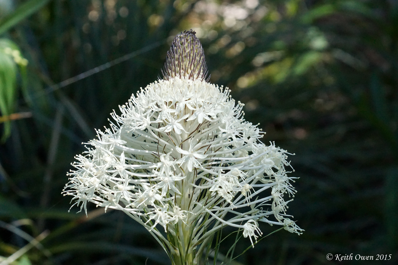 Bear Grass