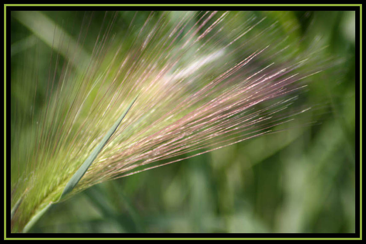 Bearded Grass