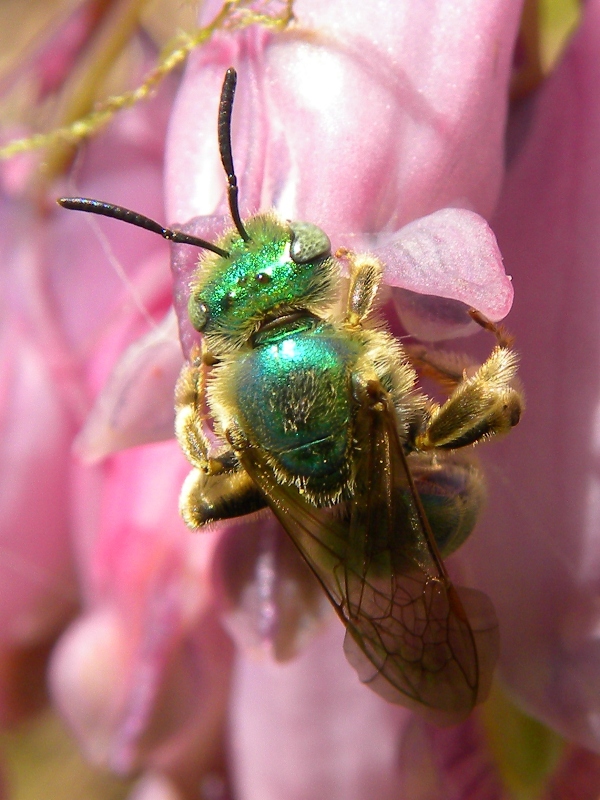 Beautiful Bee