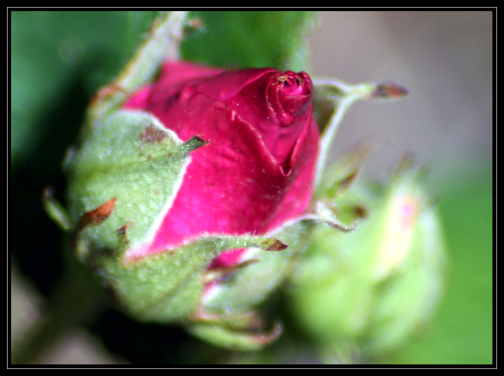 Beautiful Red Rose Bud