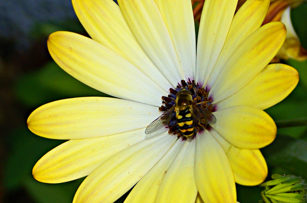 Bee and flowerr