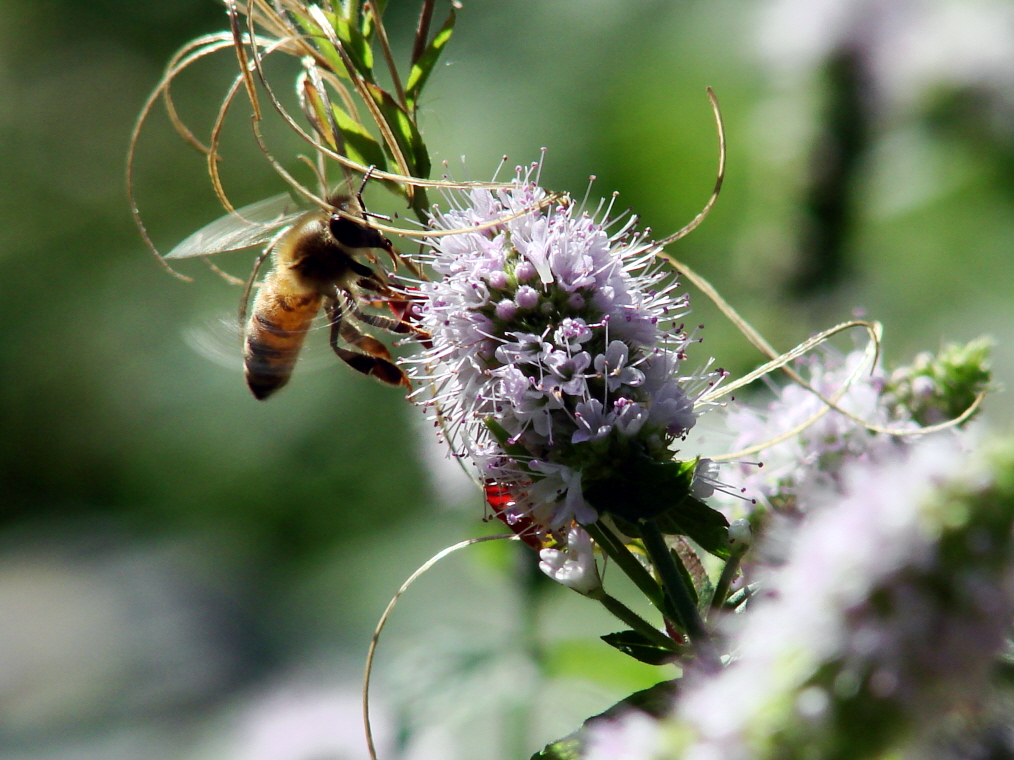 Bee in a cage.