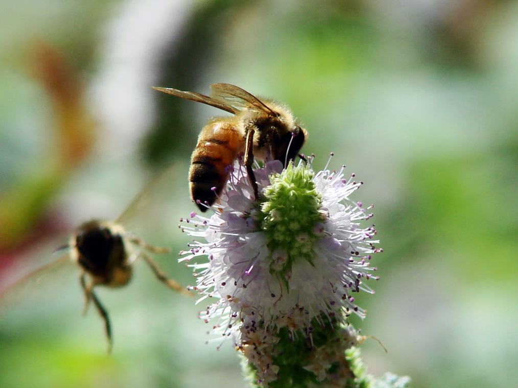 Bee incoming.