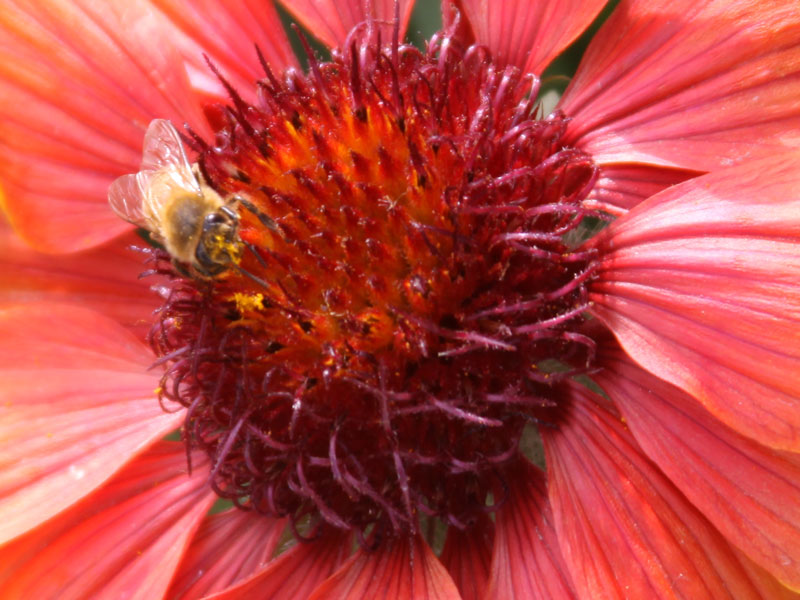 bee-on-flower
