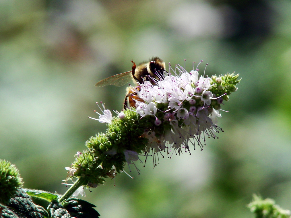 Bee waving to the camera.