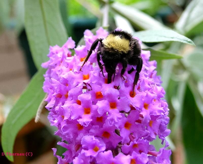 Bee