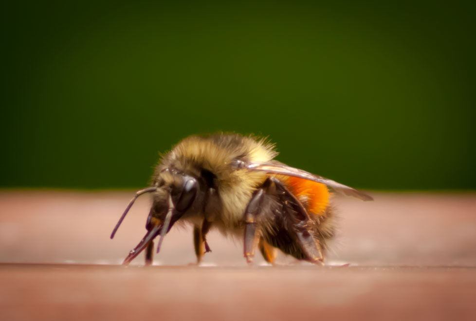 Bee