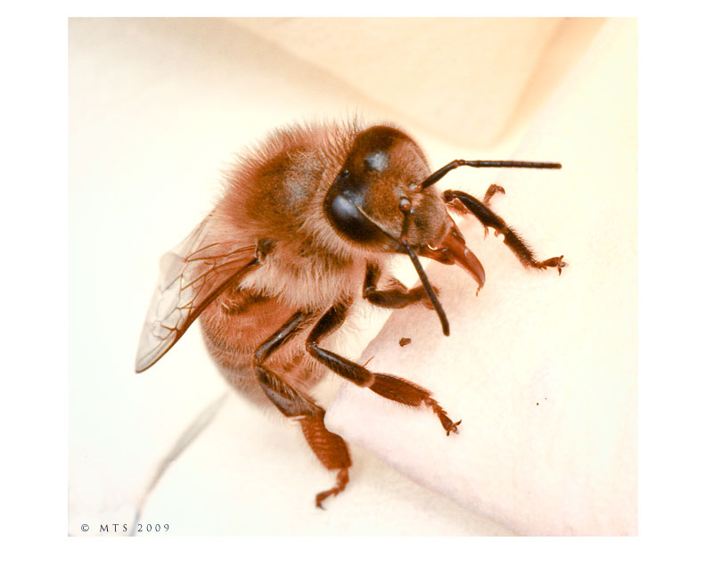 Bee