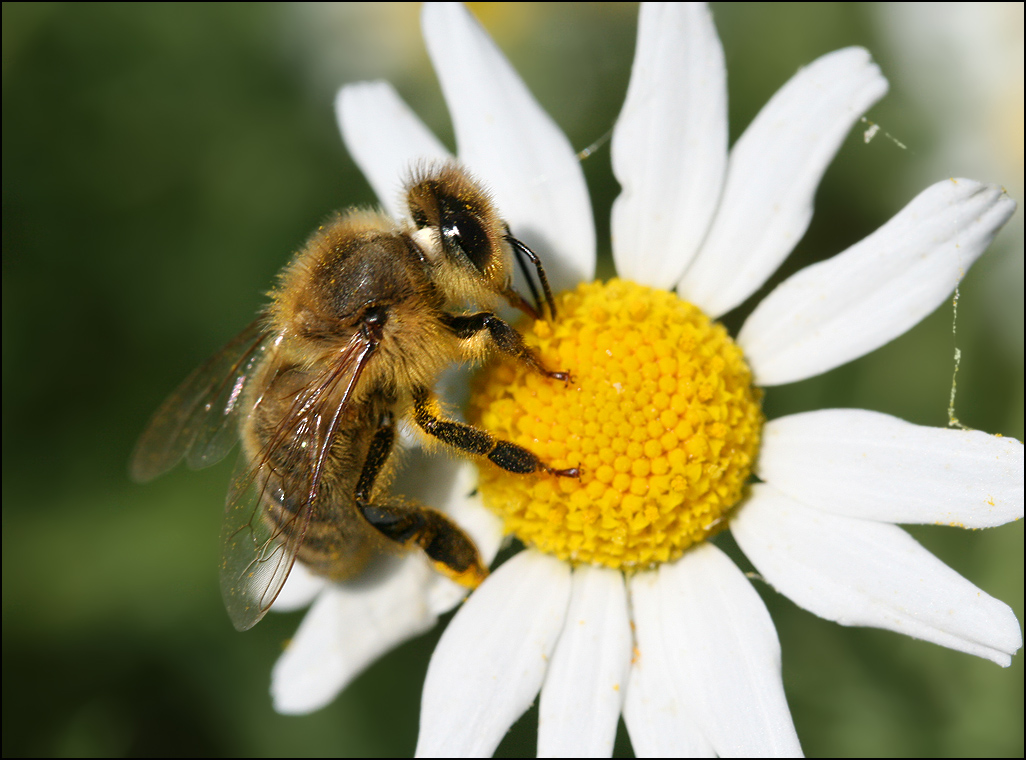 Bee's neck
