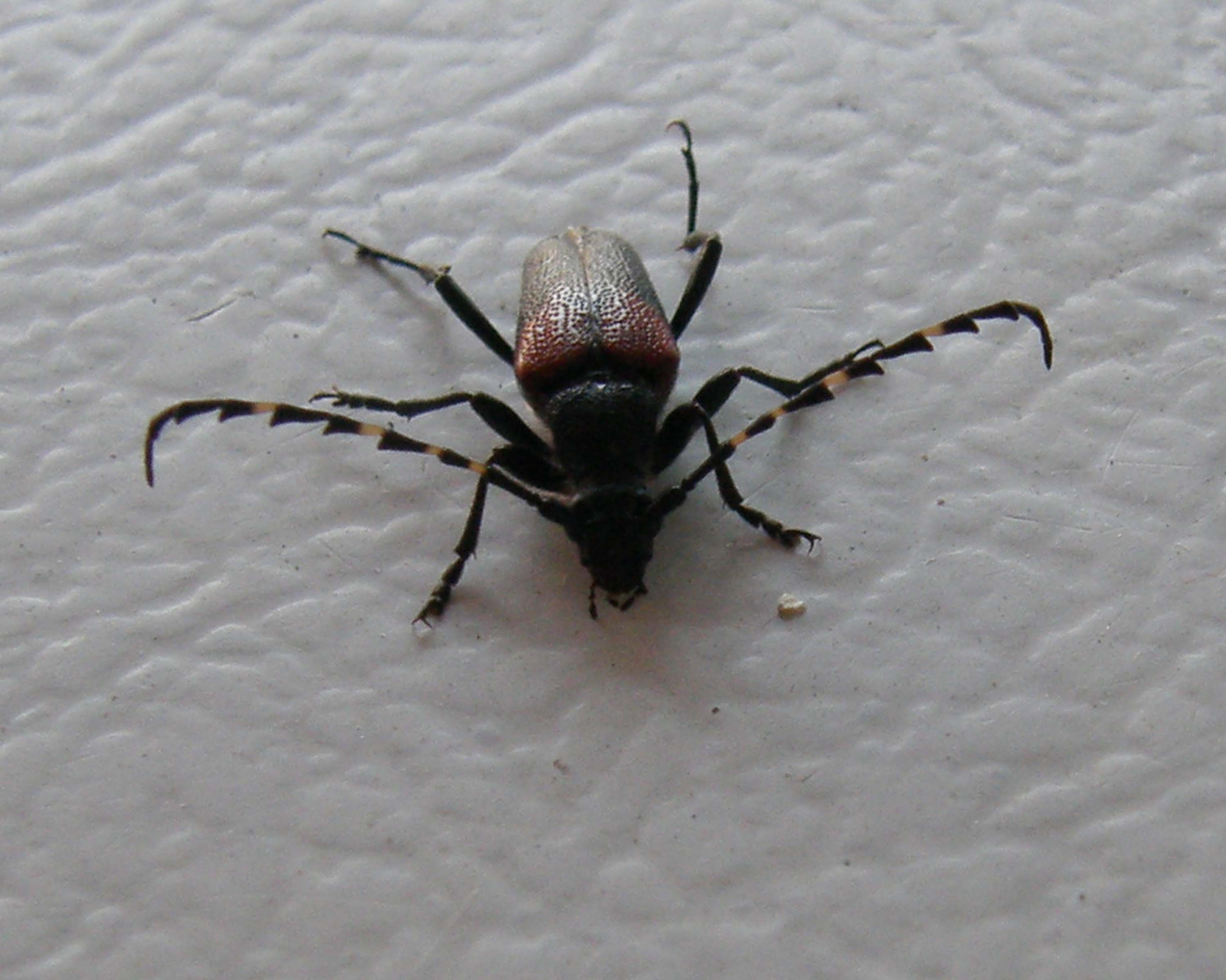 Beetle
