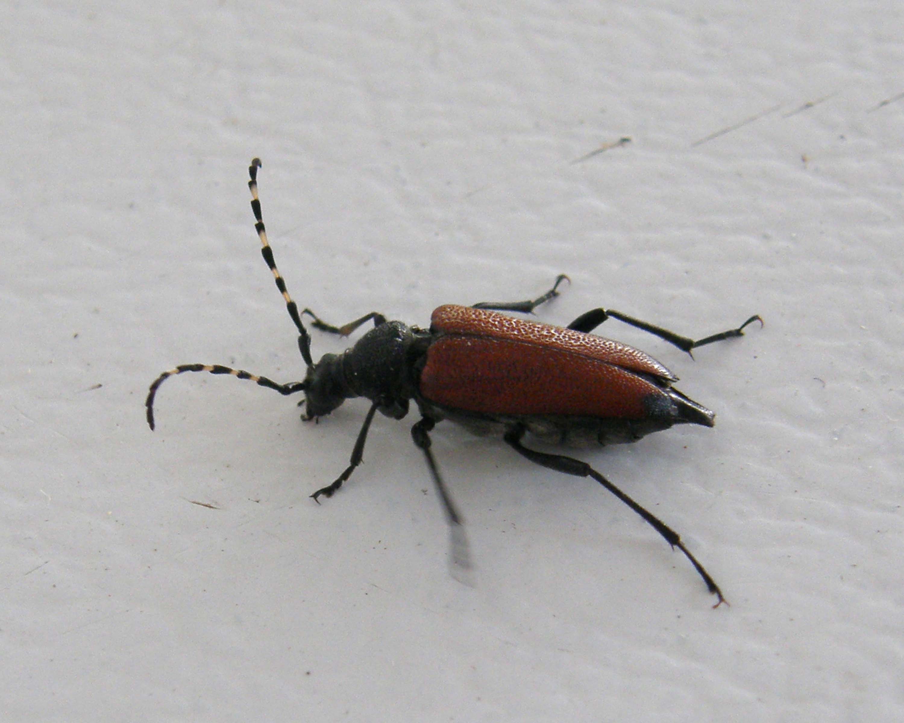 Beetle