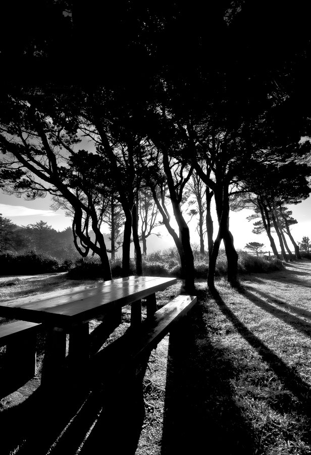 Bench in the Shadows