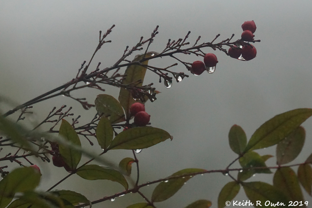 Berries and Raindrops