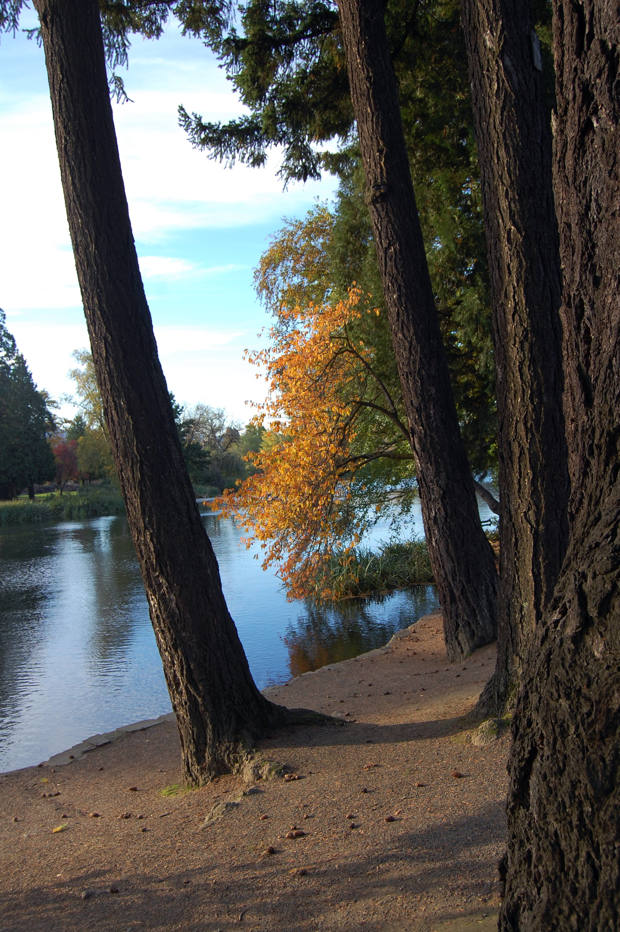 Between the Trees