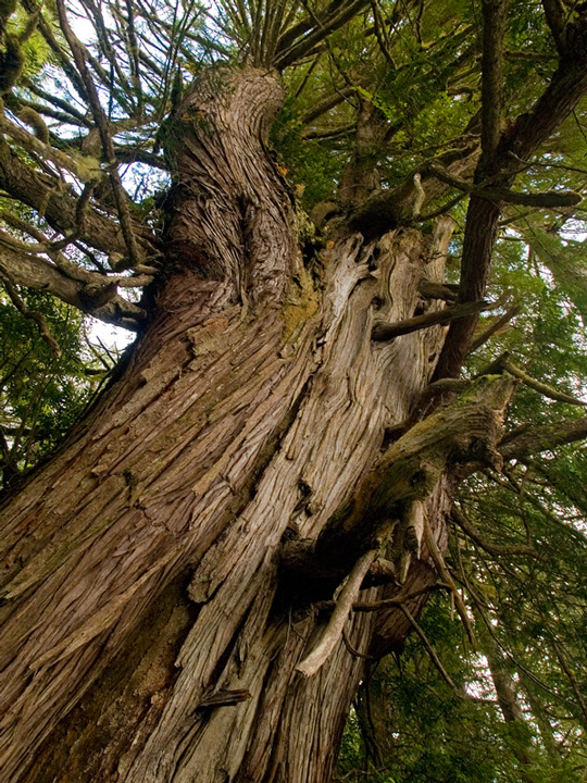 Big Cedar