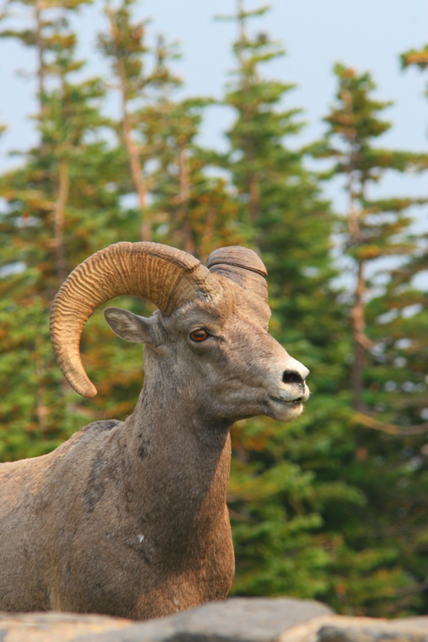 Bighorn