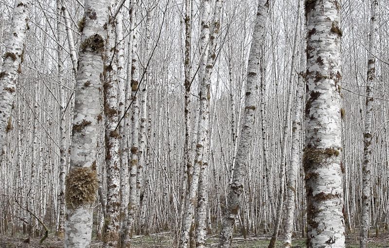 Birch Grove