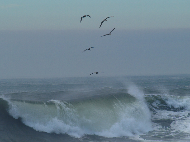 Birds and Waves