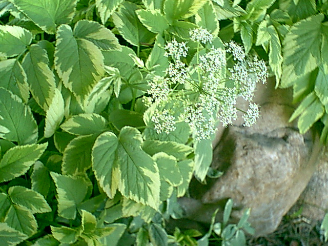bishopweed