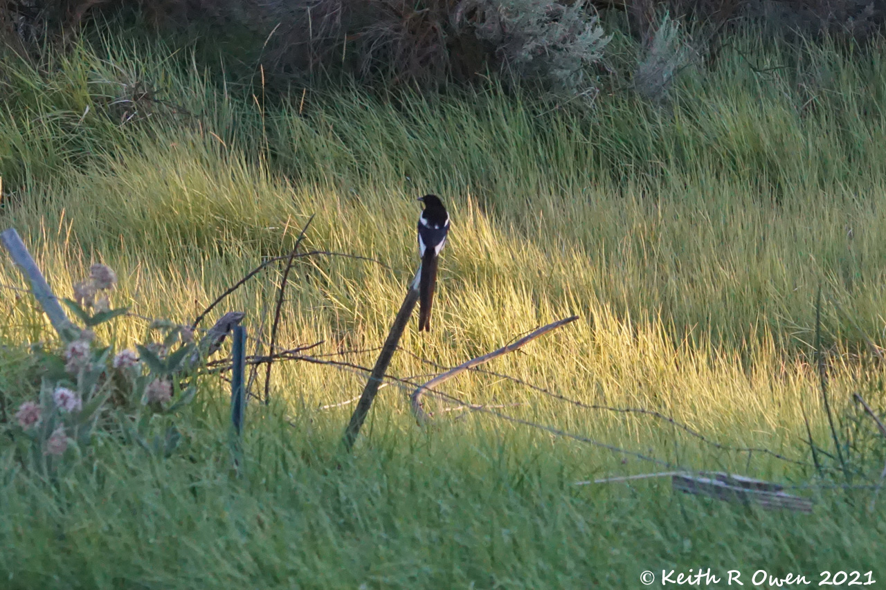Black-billed Magpie