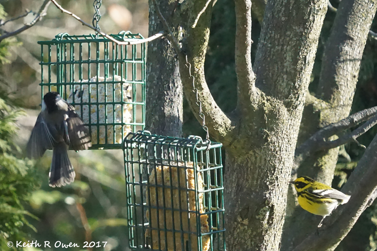 Black-capped Chickadee