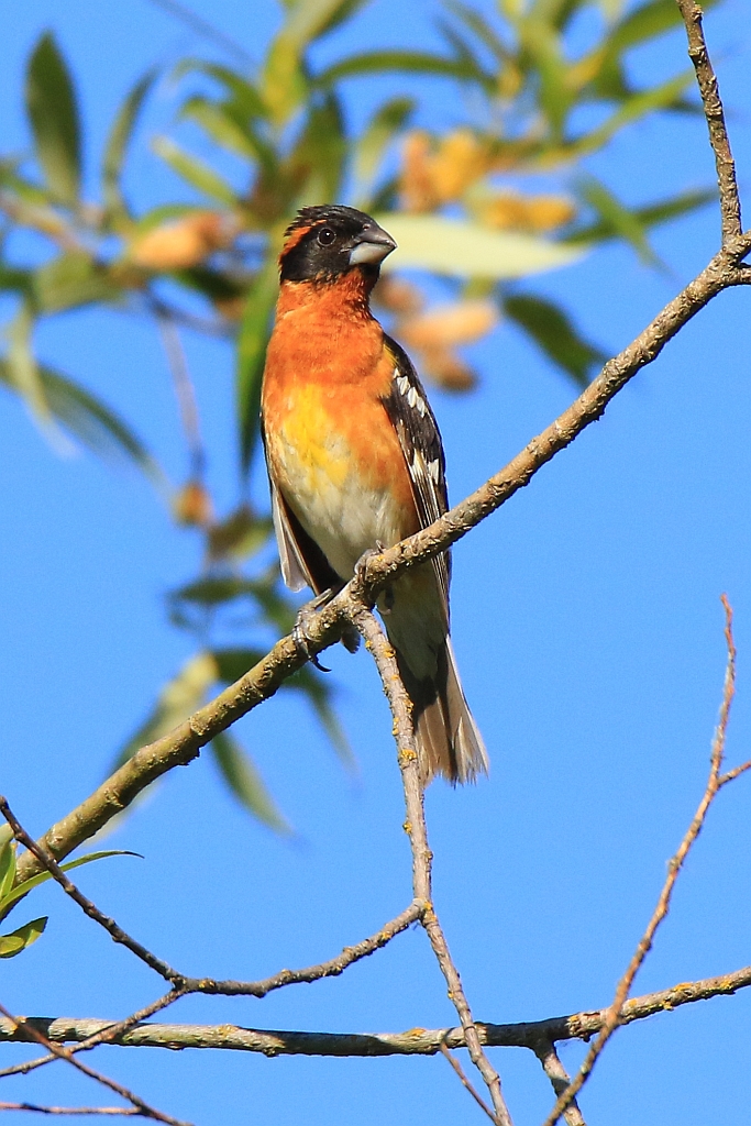 black-headed grosbeak