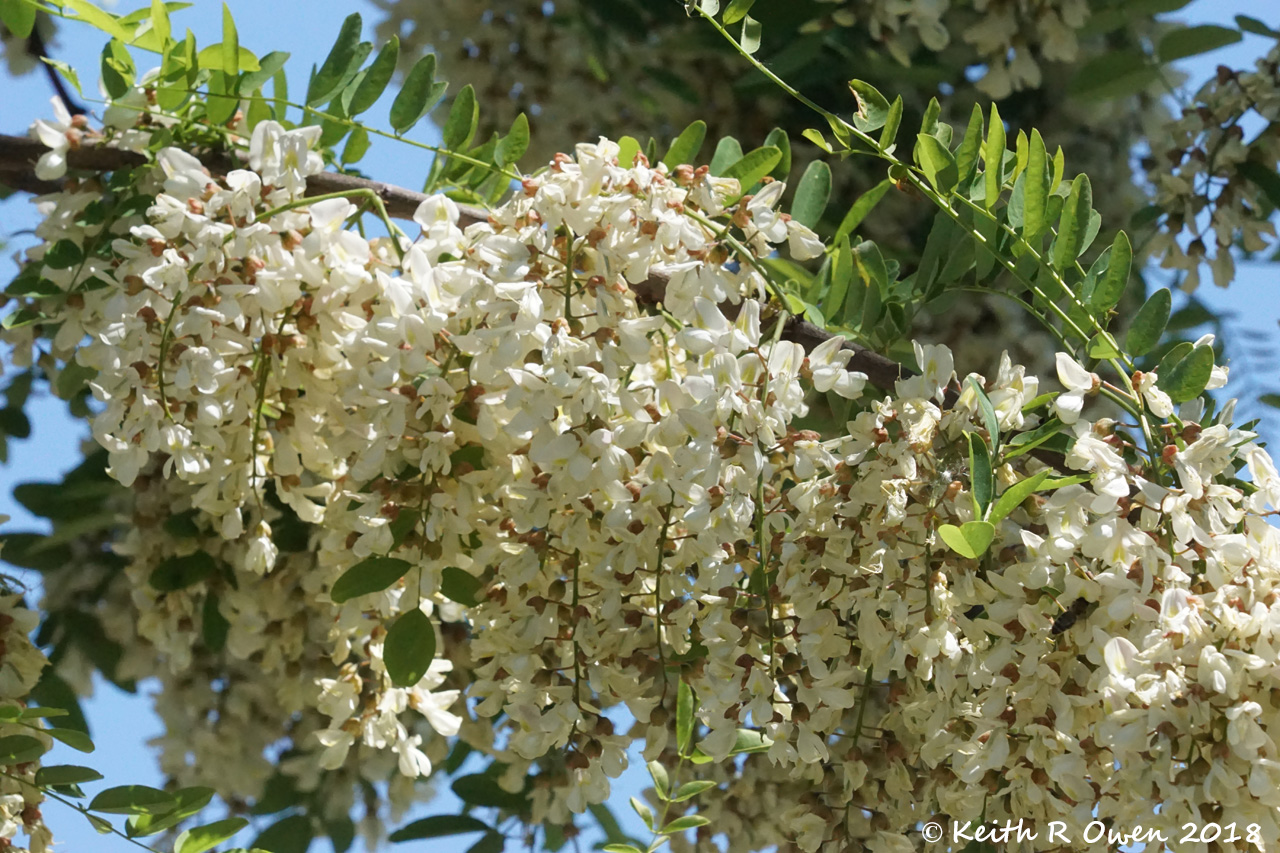 Black Locust Flowers