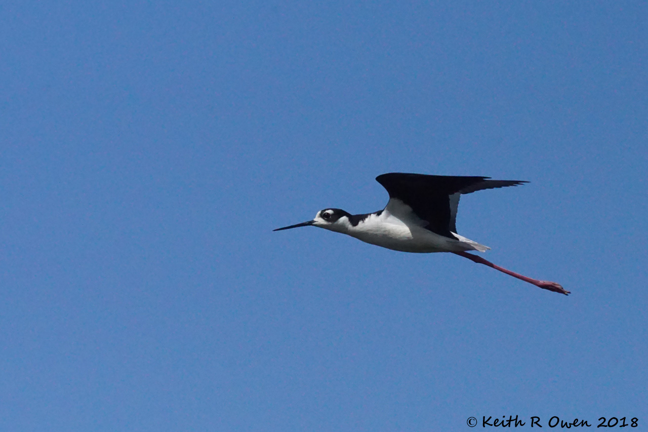Black-necked Stilt