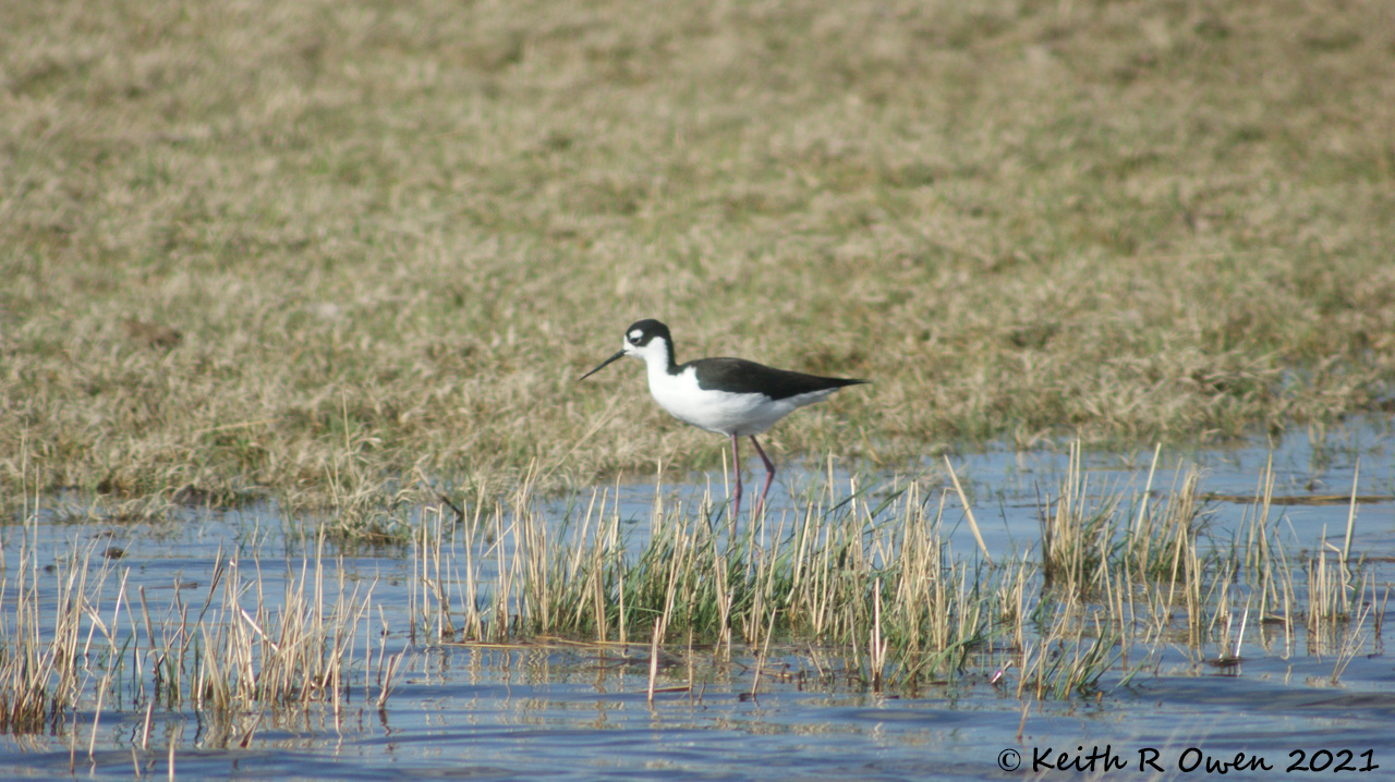 Black-necked Stilt