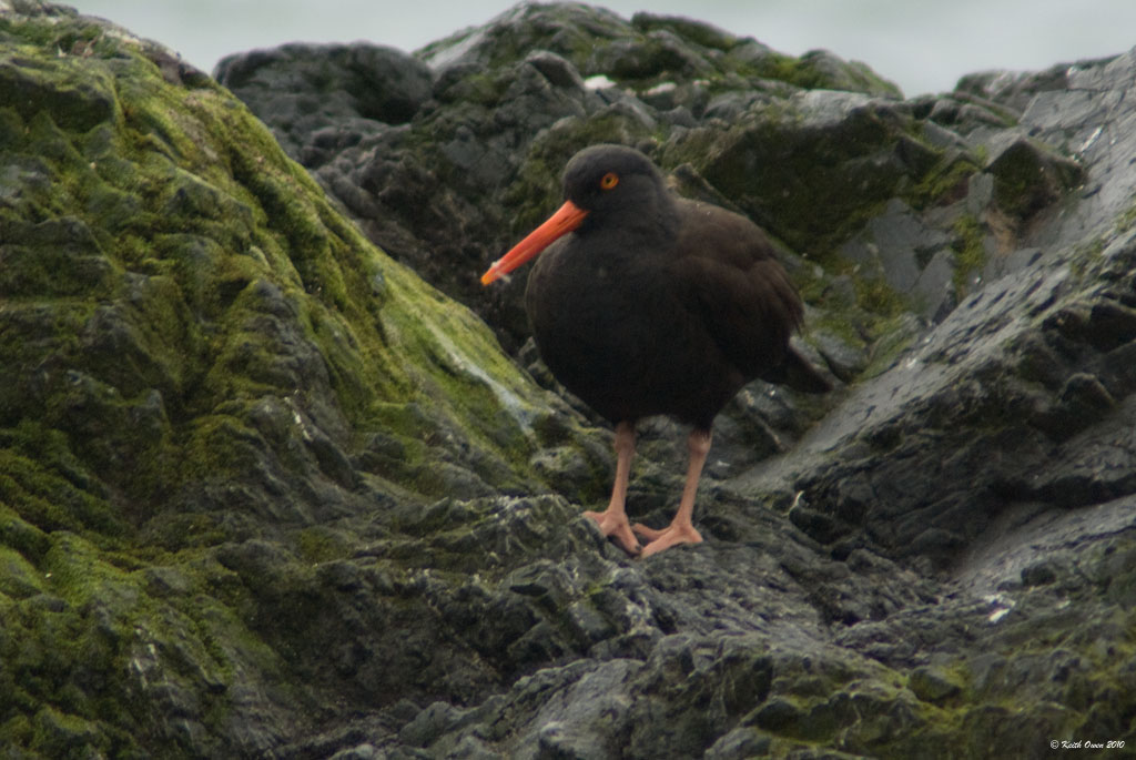 Black Oystercatcher