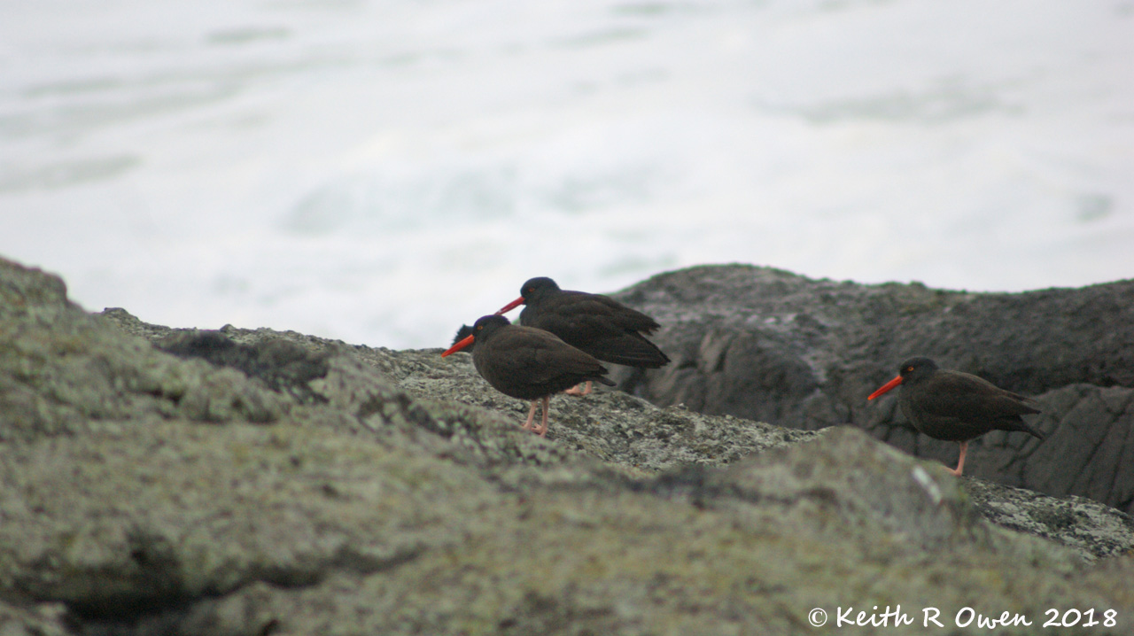 Black Oystercatchers