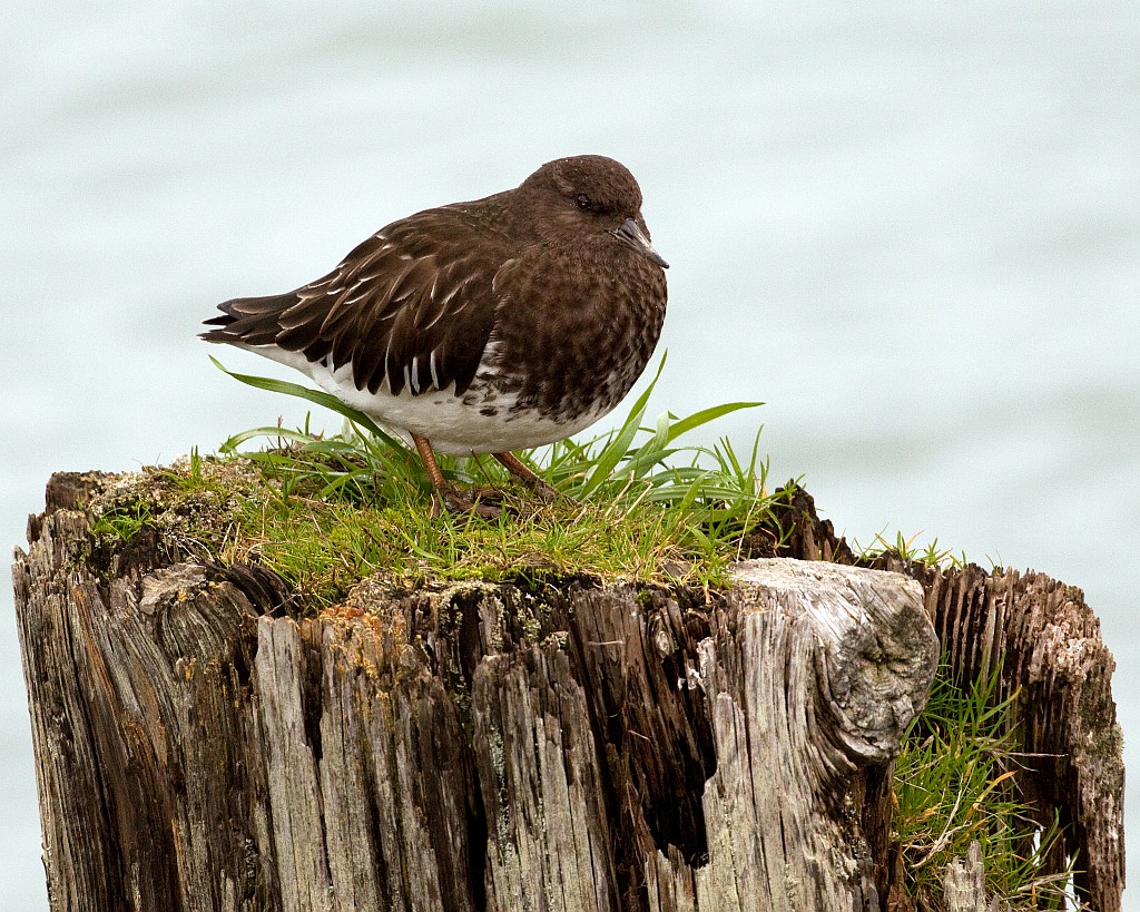 Black Turnstone