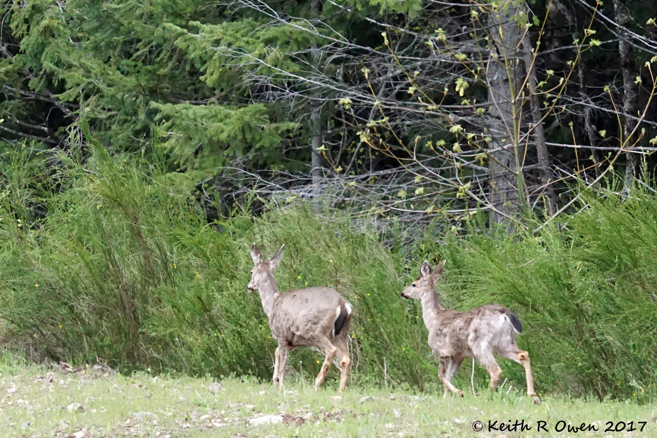 Blacktail Deer