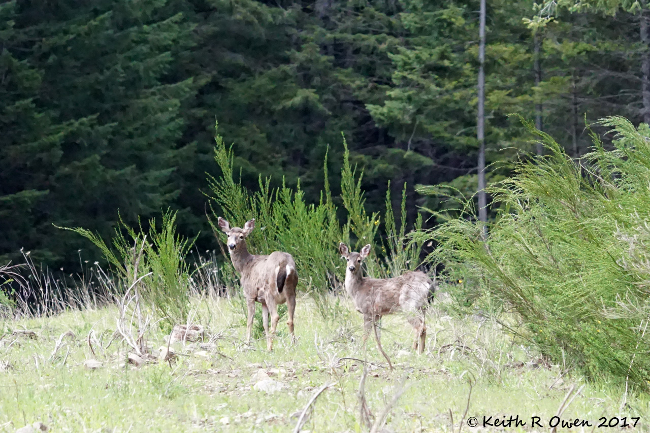 Blacktail Deer