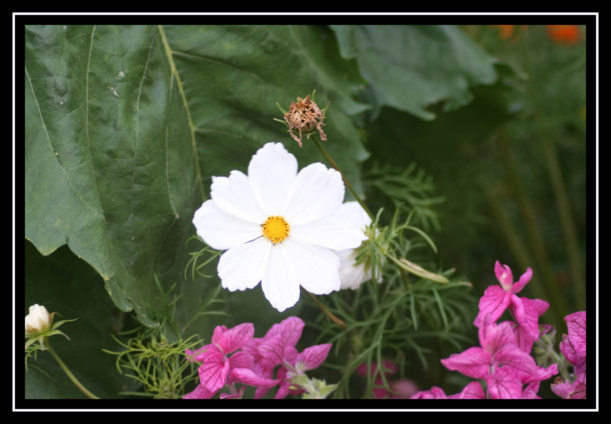 Blinding White Cosmos