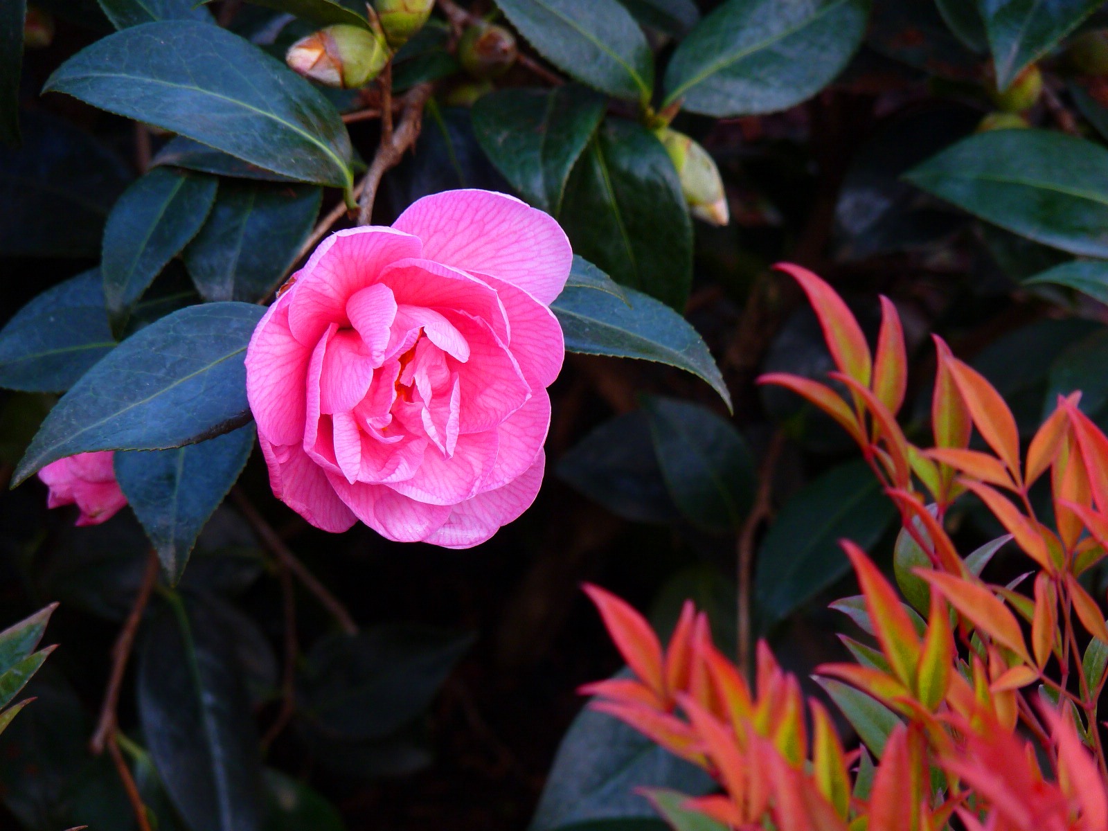 Bloom