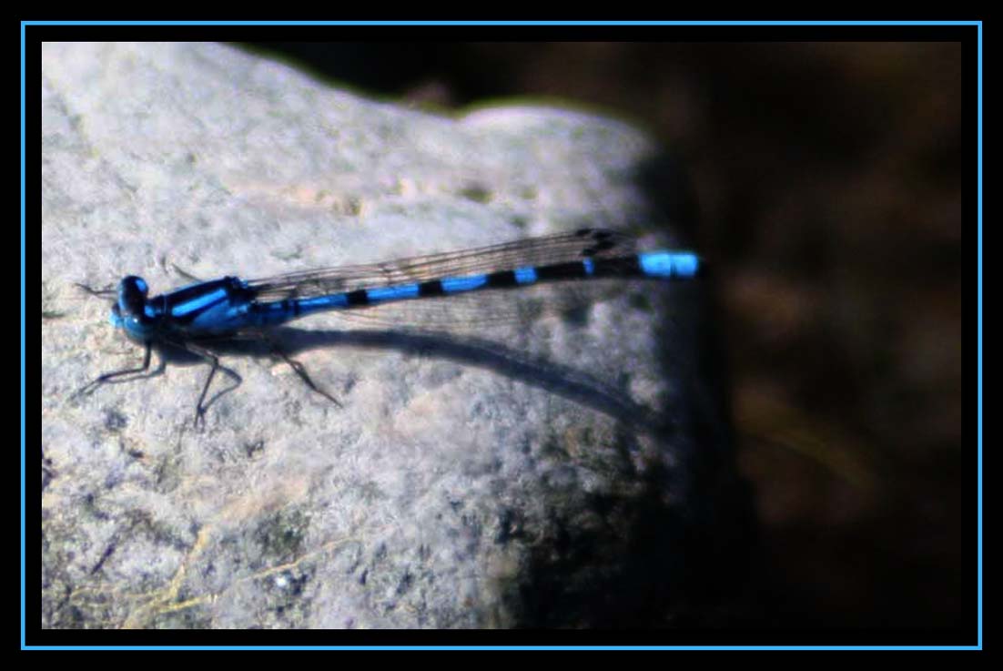 Blue Darner